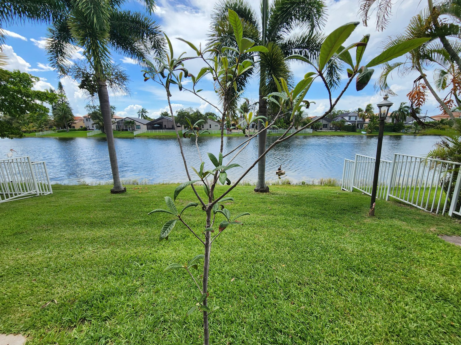 986 SW 180th Ter — The backyard runs to the water